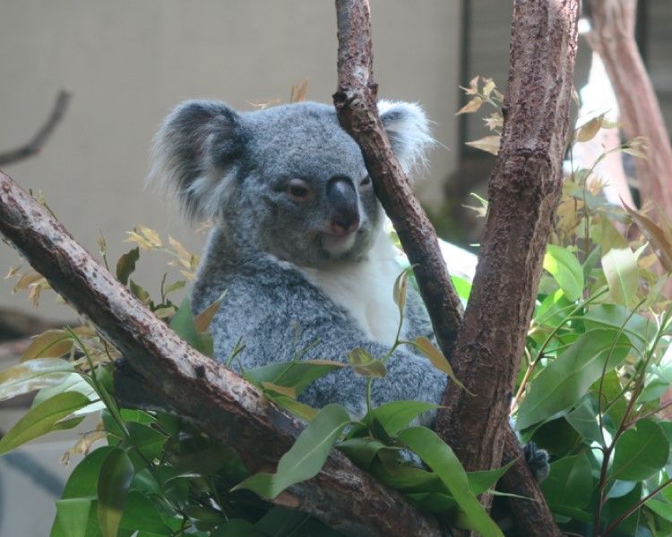 Q50Rカーボンで多摩動物公園へ コアラ